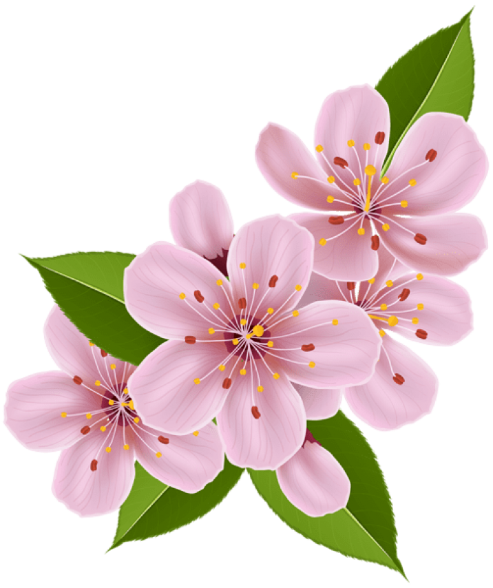 toppng.com-spring-cherry-blossom-flowers-503x600.png